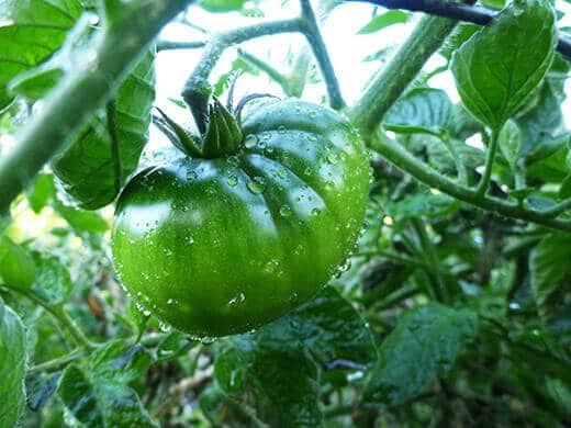 Healthy tomato plant fertilized with compost tea
