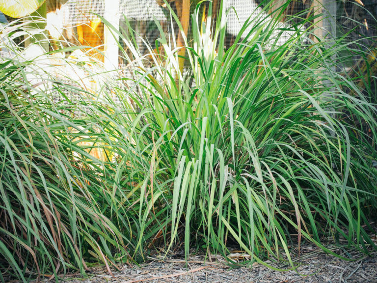 Keep Your Lemongrass Plant Healthy With This Pruning Method