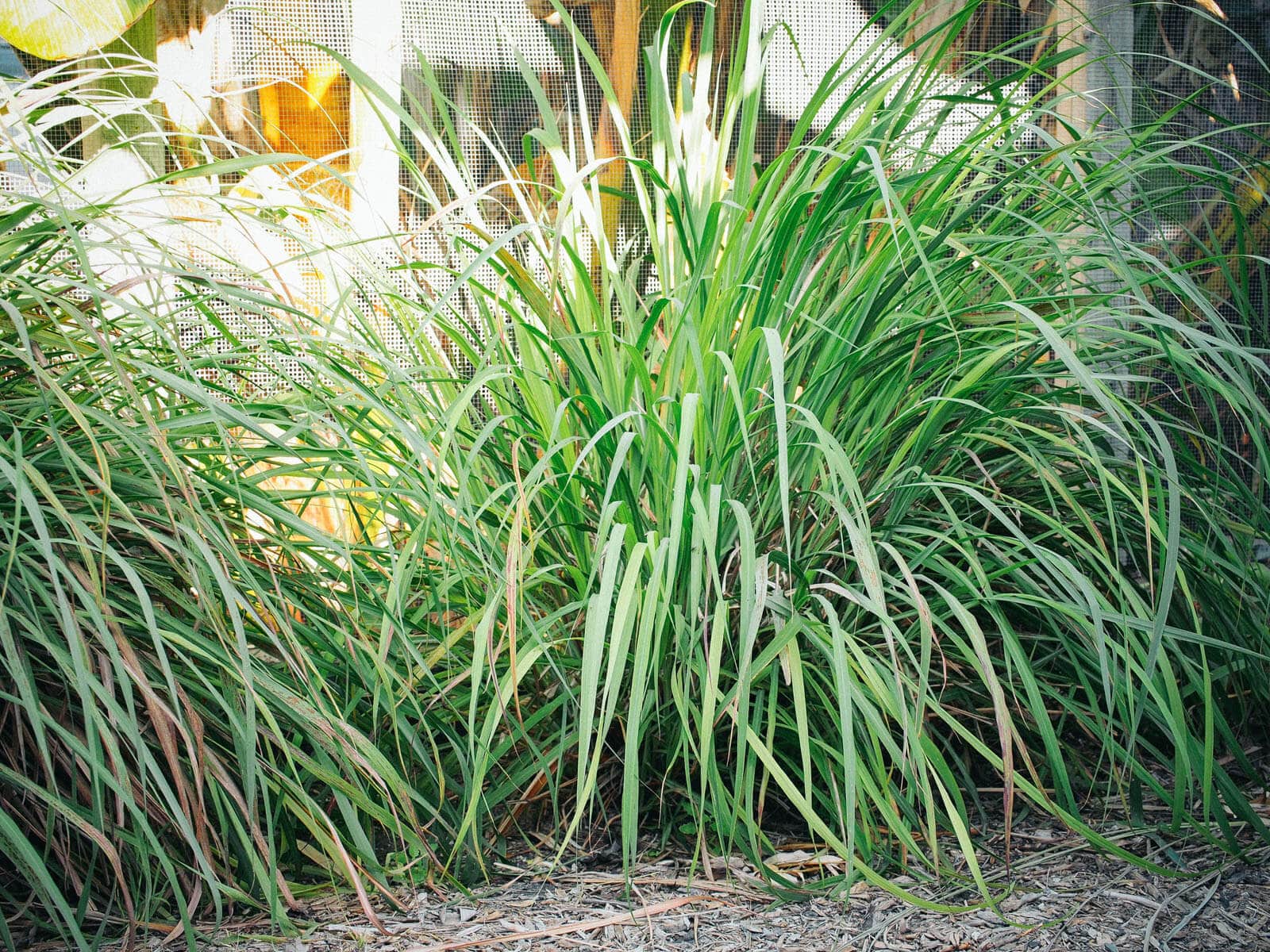 Two-year lemongrass update (and how to tame that wild thing)