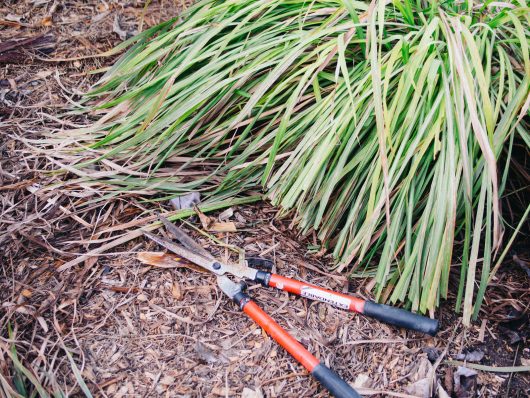 Keep Your Lemongrass Plant Healthy With This Pruning Method – Garden Betty
