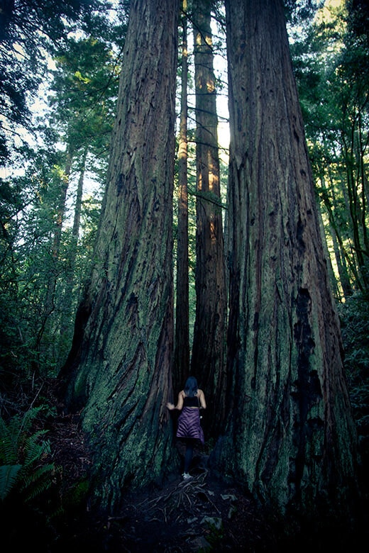 California redwood tree in Steep Ravine
