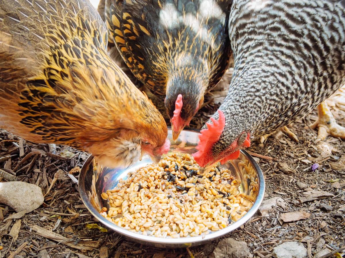Chickens devouring fermented feed