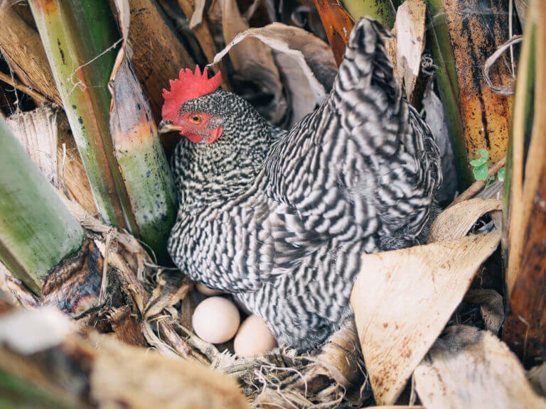 Video: Watch a Chicken Lay an Egg!