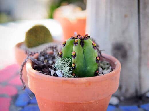 Potted cactus
