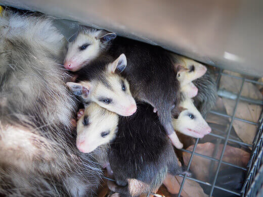 Top 5 Best Opossum/Possum Traps And Cages (2024)