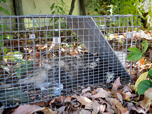 Opossums in a Havahart trap