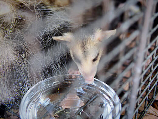 Baby opossum drinking from a bowl
