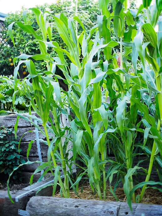 Non-hybrid sweet corn in the garden