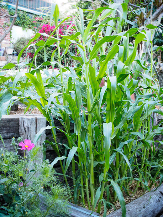 Non-GMO corn in the garden