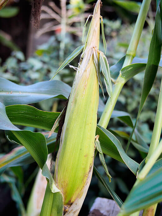 Well developed ear of corn