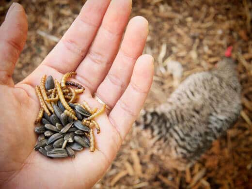 Black oil sunflower seeds and dried mealworms
