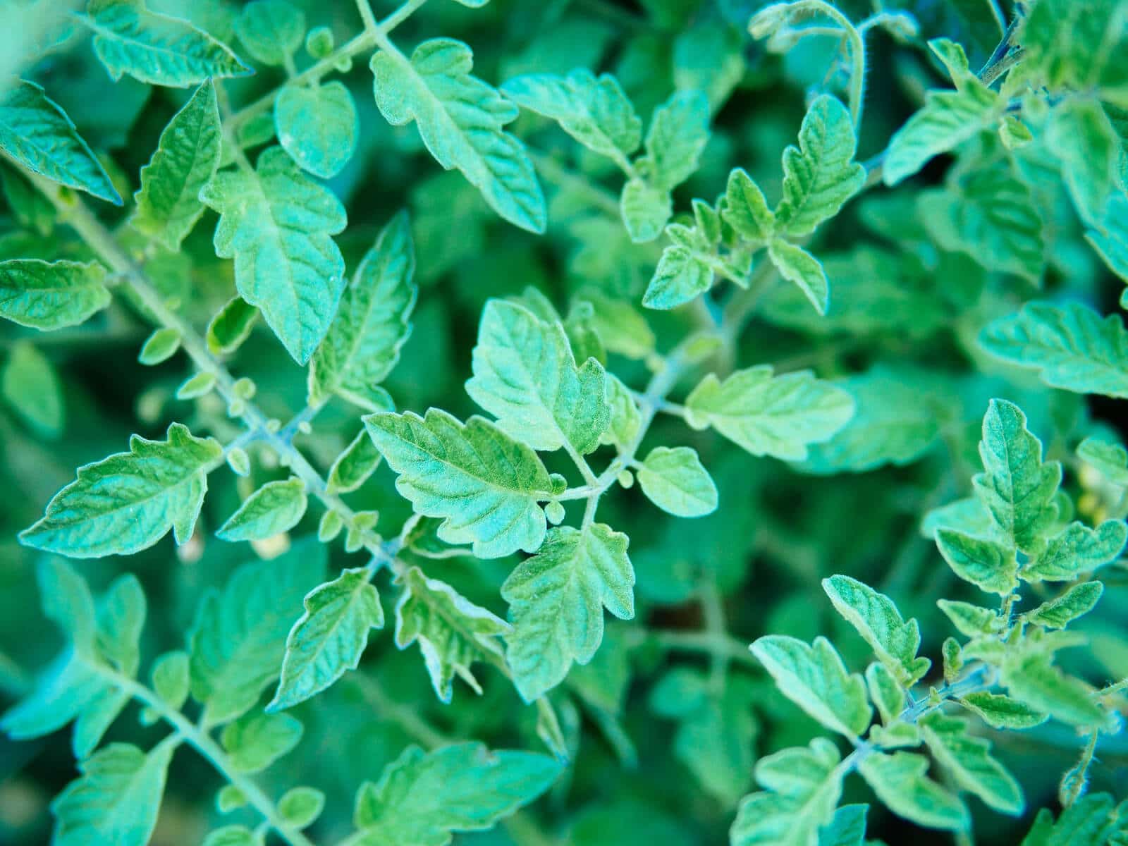 Close-up of tomato leaves with serrated edges