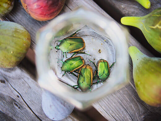 Fig Beetles: Bumbling Pilots of the Garden