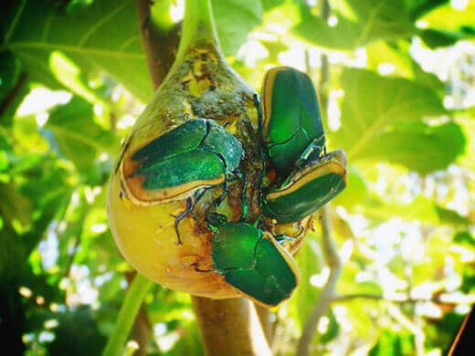 Fig beetles feasting on a fig