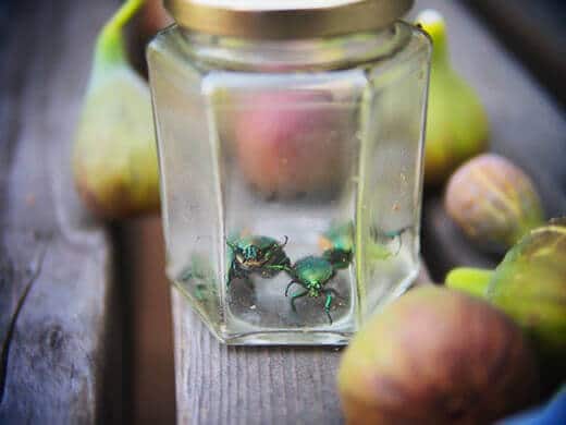 Fig beetles