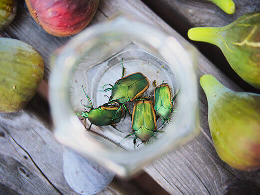 Green fruit beetles