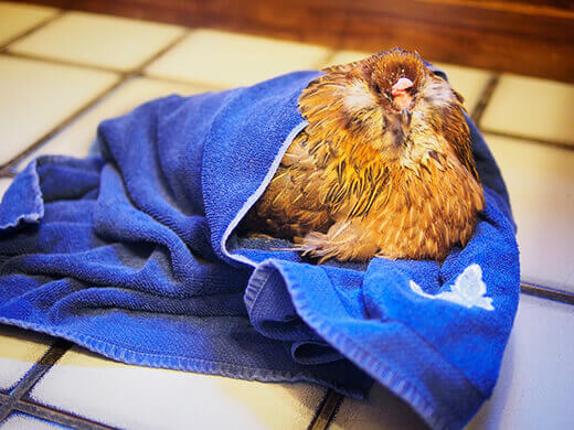 The spa treatment for sick chickens