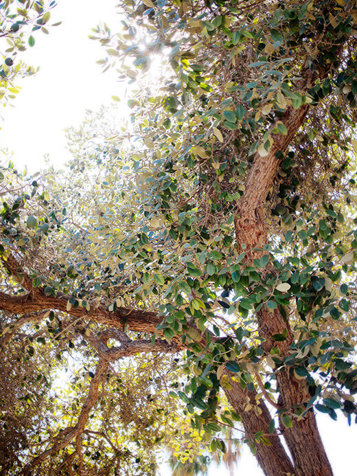 Mature feijoa tree