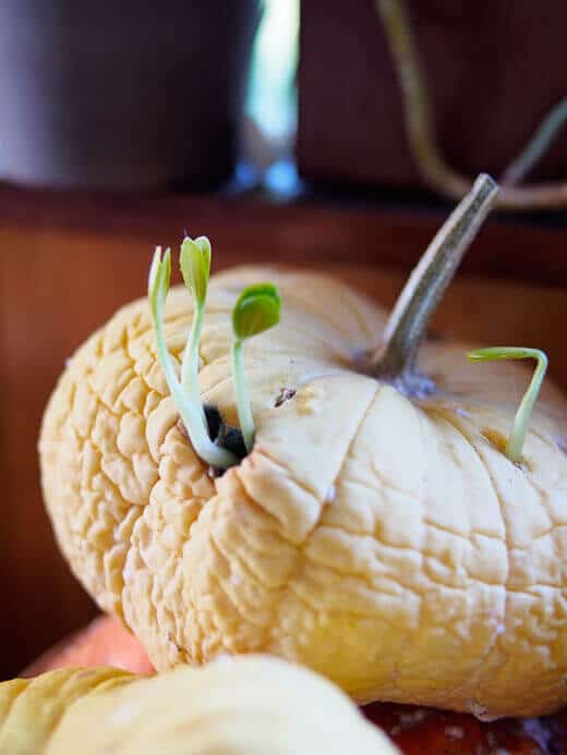 Sprouting Squash… From Inside a Squash