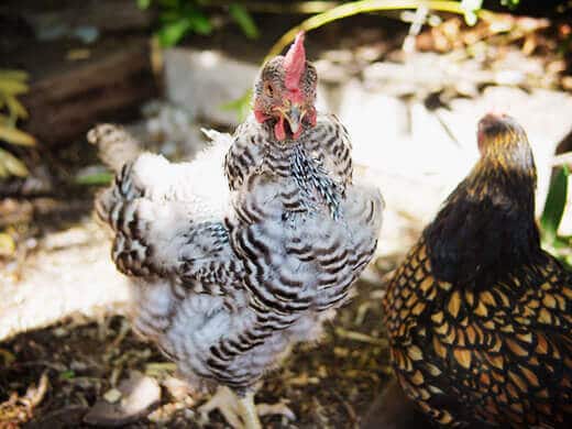 Making a Case for the Molting Chicken