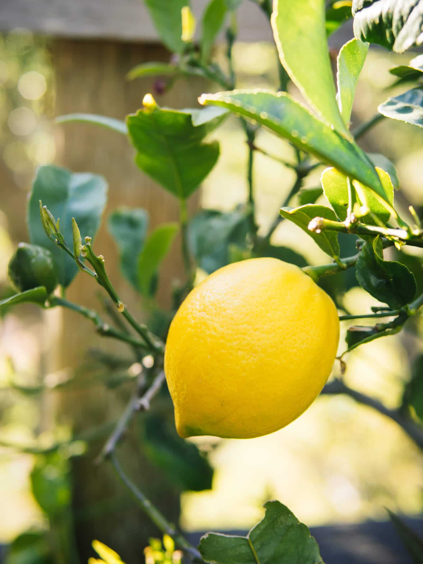 Lemon is a natural immune booster with antioxidant, antiviral, and antifungal benefits