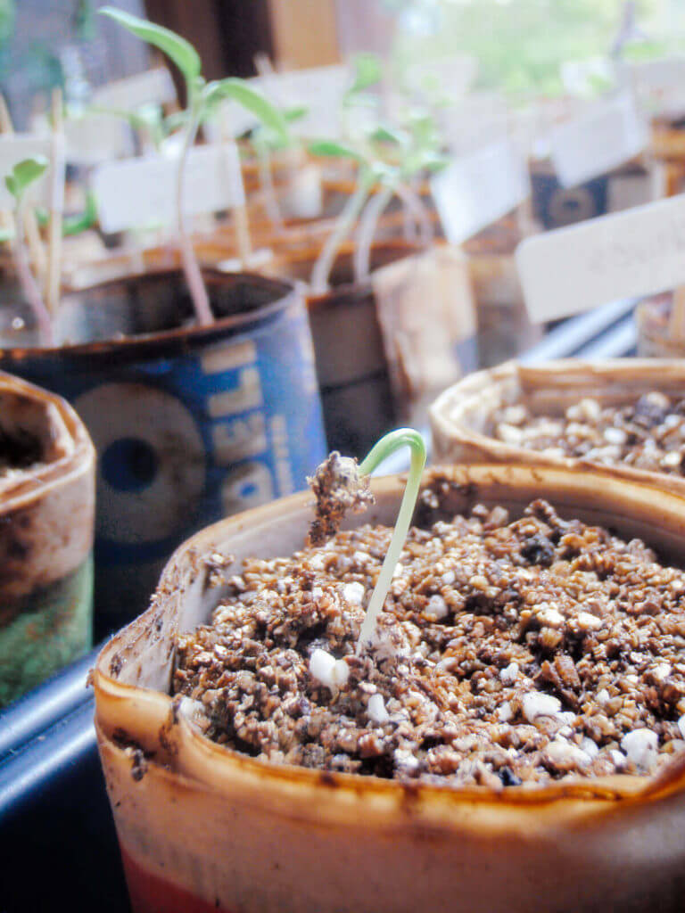 Gardening on a Budget: Where to Find Cheap Seed Starting Containers