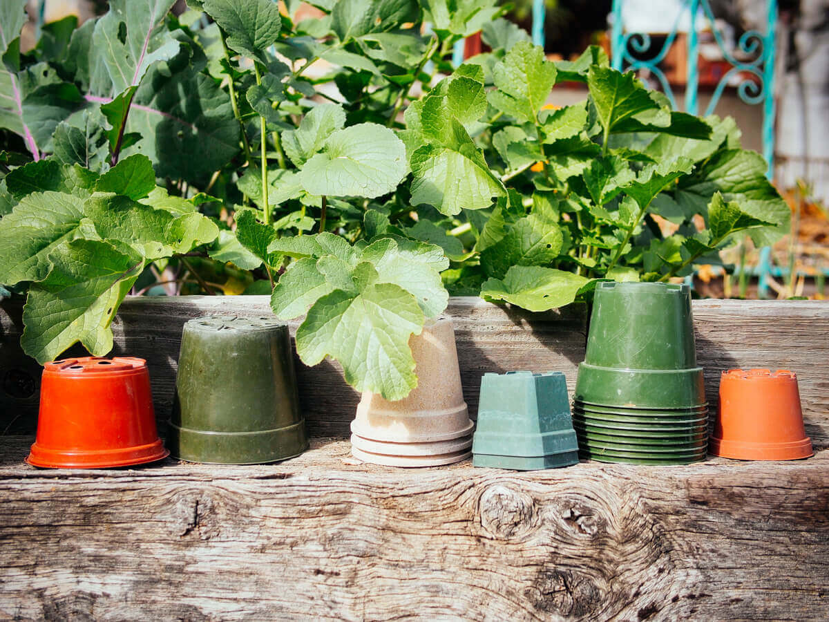 Reuse pots year after year