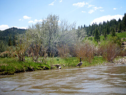Water fowl on the East Fork Carson River