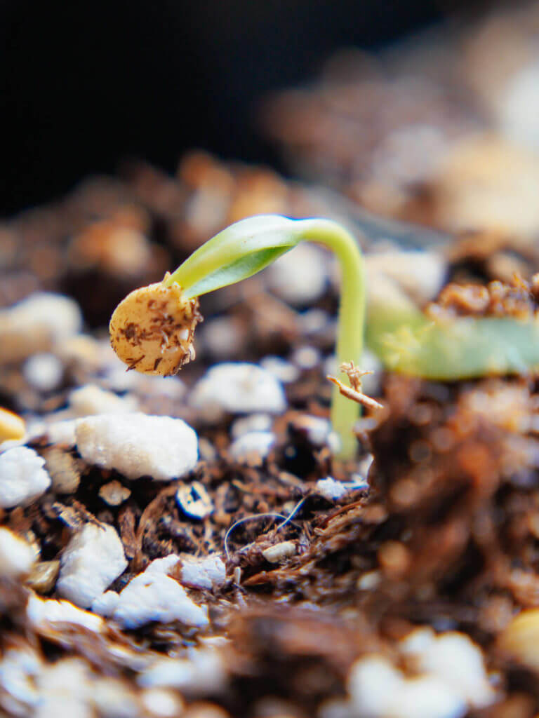 This Is What Happens When a Seed Germinates