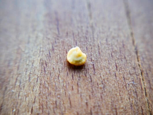 Cotyledons visible inside the seed coat