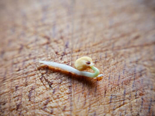 Radicle emerging from seed coat