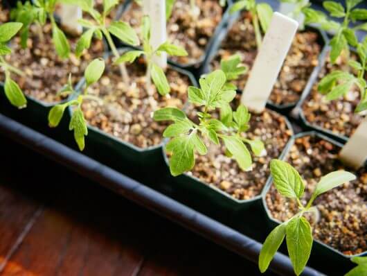 Tomato seedlings