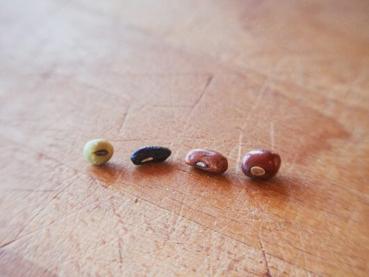 Scars (or hilum) on legume seeds