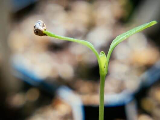 Seed coat on a cotyledon