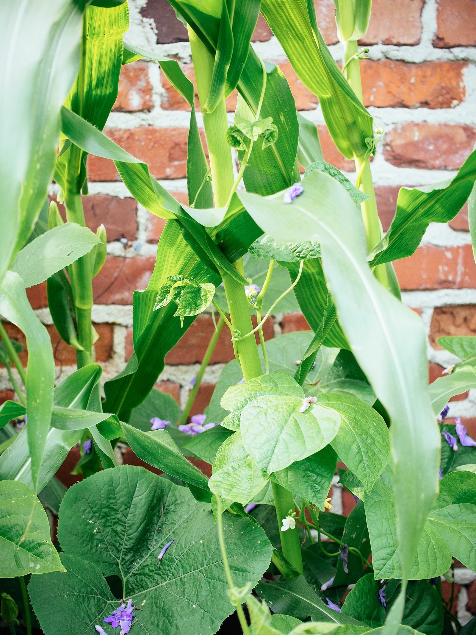 Beans help stabilize top-heavy corn stalks