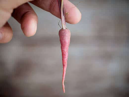 Carrot seedling