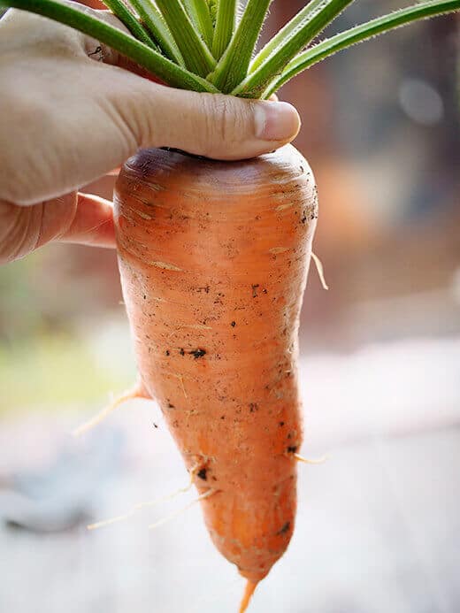 Colossal carrot