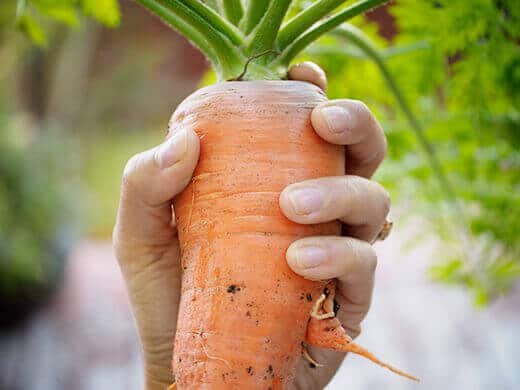 Chantenay Red Core carrot