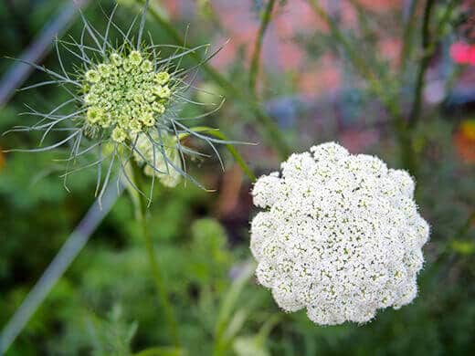 Umbels on a carrot plant