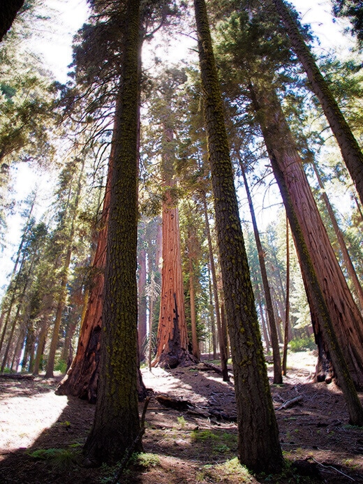 Sequoias in the Giant Forest