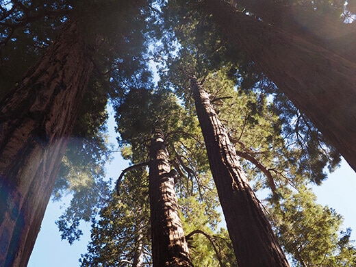 Canopy of sequoias