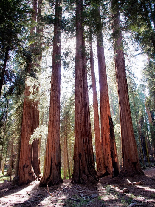 Cluster of sequoias