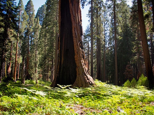 Sequoia in a field of ferns