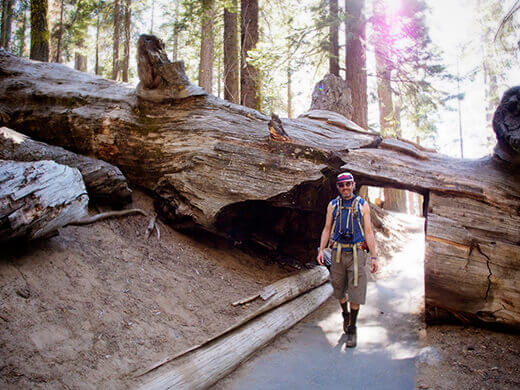 Walking through a fallen sequoia