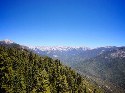 View of the Giant Forest and Great Western Divide