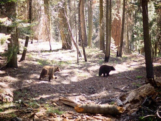 American black bears in Sequoia