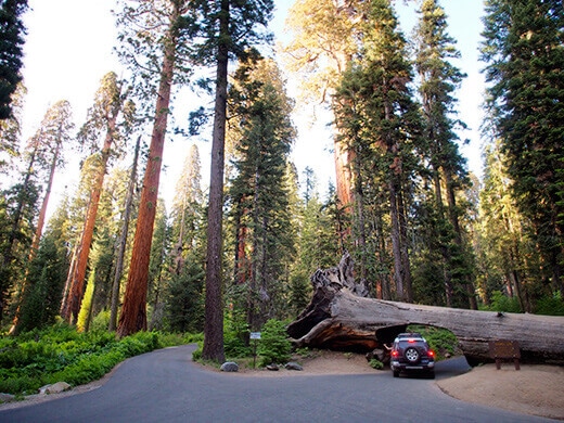 Driving through a fallen sequoia log
