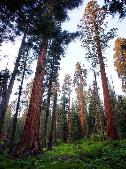 Sequoia forest