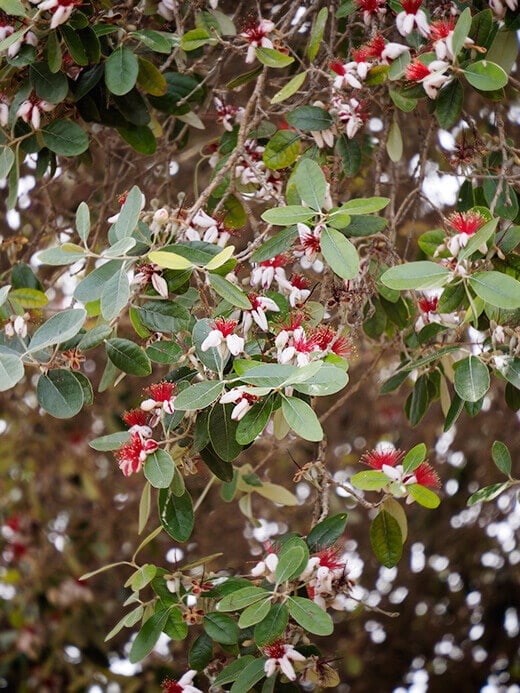 Blooming feijoa branches