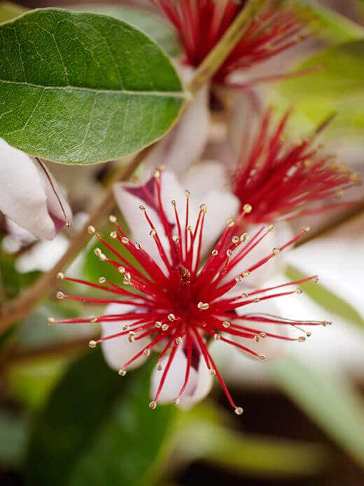 Feijoa flowers